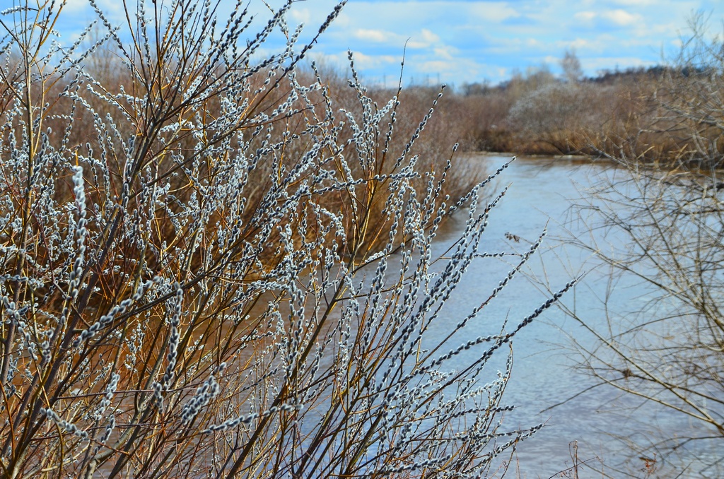 Дерево верба картинки фото