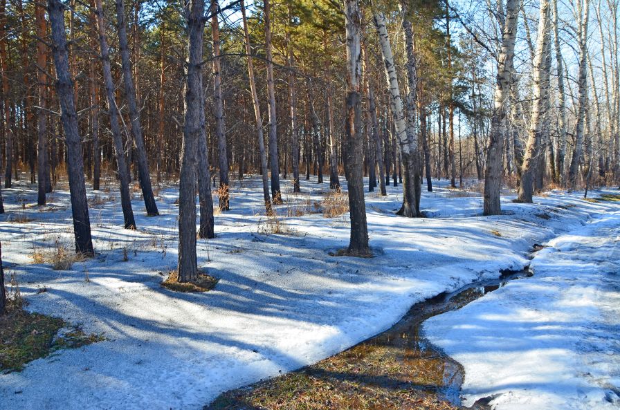 Март в лесу картинка